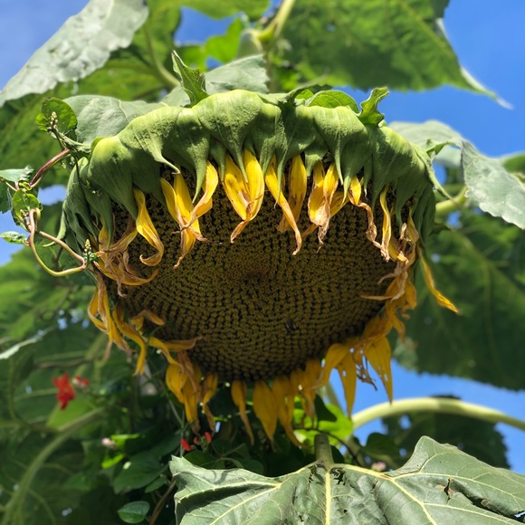 Meet your Posher, Solongo - Picture 1 of 1